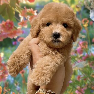 Vàng Mộng Mơ Poodle